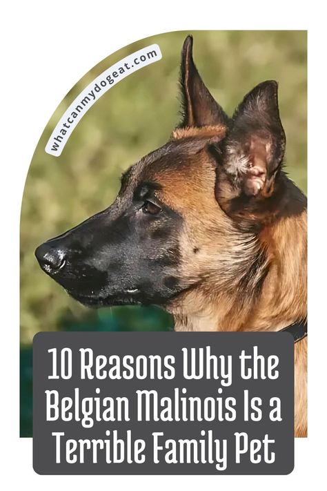 The Belgian Malinois may be impressive in law enforcement, but they're not always the best choice for a family pet. While their skills are top-notch, their high-energy and intense nature can be overwhelming. Here are 10 reasons why a Belgian Malinois might not suit your family. Puppy Teething Remedies, Belgian Malinois Funny, Belgian Malinois Training, Black Belgian Malinois, Malinois Puppies For Sale, Malinois Training, Malinois Funny, K9 Police Dogs, Belgian Malinois Puppies