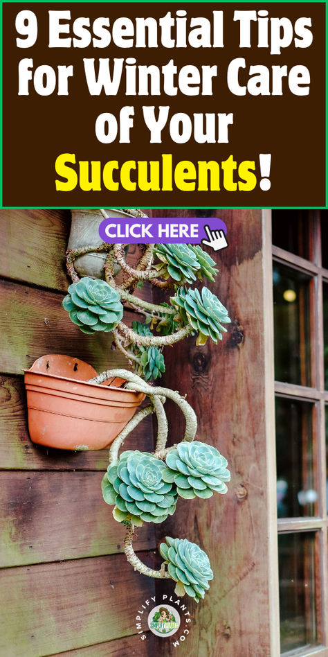 "Discover 9 essential tips for winter care of your succulents! Learn  effective strategies for winter protection, cold weather care, and frost  prevention to keep your plants thriving. Explore the importance of indoor  transfer, managing seasonal dormancy, and temperature regulation to ensure  your succulents survive the chilly months. Perfect your winter succulent  care routine with these expert insights!" Cold Weather Plants, Tips For Winter, Winter Care, Succulent Care, Winter Is Coming, Cold Weather, Succulent, Plants