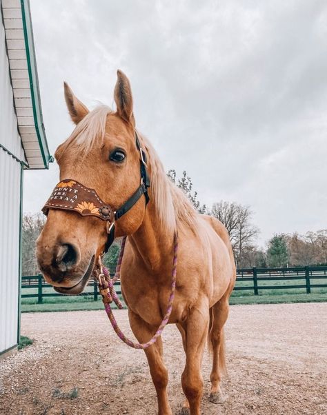 Palomino Horses, Pictures With Horses, Dream Horse Barns, Cute Horse Pictures, Palomino Horse, Barrel Racing Horses, Rodeo Horses, Barrel Horse