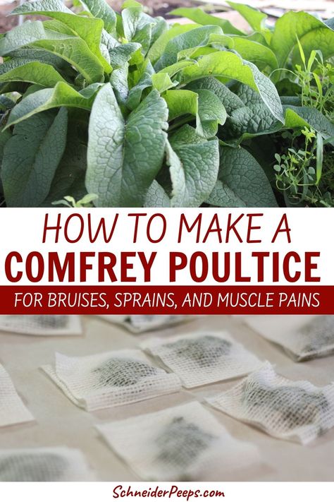 Herbs For Bruising, Comphrey Uses, Comfrey Uses, Comfrey Compress, Healing Herbs Medicine, Comfrey Salve Recipe, Comfrey Poultice, Herbal Salve Recipes, Herbal Medicine Recipes