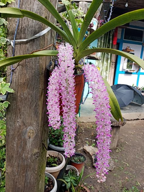 Rhynchostylis retusa / foxtail orchid Foxtail Orchid, Fox Tail, Drop Cap, Orchid Pot, Orchids, Fox, Flowers, Quick Saves