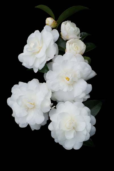 Camellia Sasanqua, White Camellia, Australian Plants, Long Flowers, Green Things, Moon Garden, Camellia Flower, Top Soil, White Gardens