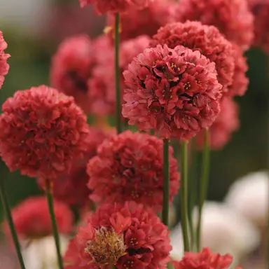 Armeria Pseudarmeria, Save Videos, High Country Gardens, Future Garden, Rock Gardens, Low Maintenance Garden, Late Spring, Garden Decorations, Easy Garden