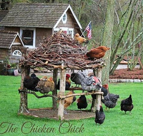 Reban Ayam, Backyard Chicken Farming, Chicken Coop Designs, Chicken Garden, Keeping Chickens, Building A Chicken Coop, Chicken Coop Plans, Backyard Chicken Coops, Chickens And Roosters