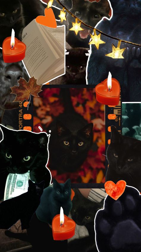 #blackcat #fyp #wallpaper #cats #autumn Cats Autumn, Wallpaper Cats, Black Cat, Quick Saves