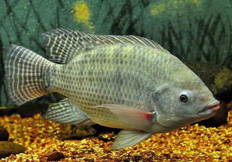 Ikan Nila | Fakta, Gizi, Resep, Budidaya dan Sejarah Ikan Air Tawar, Cichlid Fish, Aquaponics Fish, Visual Communication, Fish Tank, Fish Pet, Fish, Animals