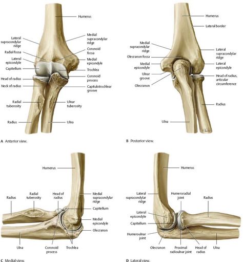 Nerves Anatomy, Elbow Anatomy, Radiography Student, Anatomy Pictures, Anatomical Illustration, Radius And Ulna, Joints Anatomy, Arm Anatomy, Prostate Surgery