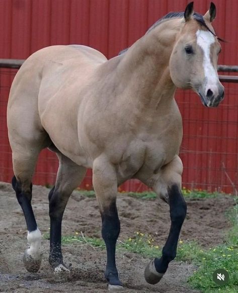 Big Horse Breeds, Buckskin Horses, Mules Animal, Unusual Horse, Aqha Horses, Buckskin Horse, Western Pleasure Horses, Pinto Horse, Big Horses