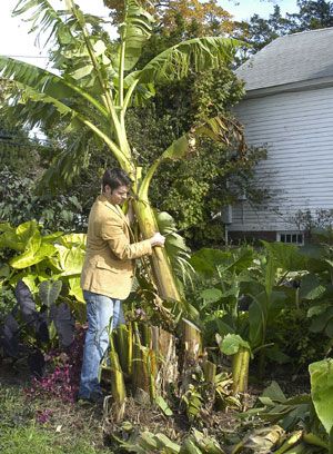 How to Put Hardy Banana (Musa basjoo) to Bed for the Winter Banana Trees Landscape, Banana Plant Care, Grow Banana Tree, Tropical Yard, Musa Basjoo, Banana Leaf Tree, Stone Garden Paths, Banana Trees, Bush Garden