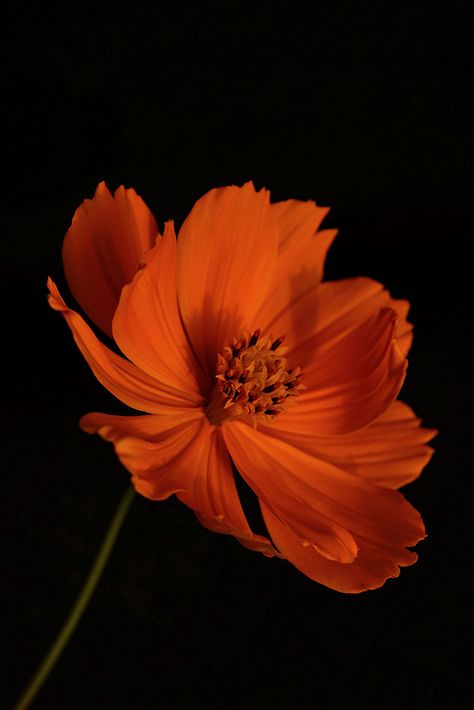 Brilliant orange (by Stuck with my Camera) Orange Flower, In The Dark, Orange, Flowers