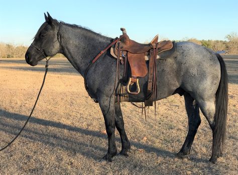 Love his color ,blue roan Blue Roan Horse Quarter, Blue Roan Barrel Horse, Blue Roan Quarter Horse, Blue Roan Horse, Grulla Horse, Aqha Horses, Barrel Racing Horses, Rodeo Horses, Blue Valentine