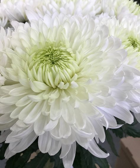 white mum great substitute for a dahlia and much less pricey White Mums, Dahlia, White Flowers, Vase, Flowers, White, Quick Saves