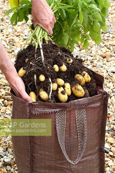 Step by step of planting seed potatoes 'Charlotte' in a growing bag - Harvesting the potatoes Planting Seed Potatoes, Planting Seed, Harvesting Potatoes, Potato Harvest, Growing Vegetables At Home, Gemüseanbau In Kübeln, Seed Potatoes, Micro Garden, Small Vegetable Gardens