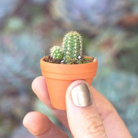 Levi Illustration, Mini Plants Diy, Plant Mom Aesthetic, Plant Nanny, Succulent Photography, Bedroom Things, Positive Reminders, Cactus Pictures, Terra Cotta Pots