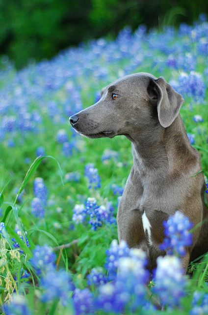 Texas State Dog blue lacy Blue Bonnet Picture Ideas, Crochet Blue Bonnet Flower, Baby Blue Bonnet Pictures, Blue Lacy Dog, Dog Bluebonnet Pictures, Blue Bonnet Flowers Texas Bluebonnets, Blue Lacy, Blue Garden, Blue Bonnets