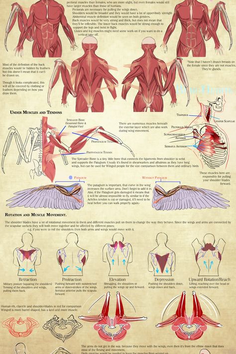 Human Wings Anatomy, Relaxed Wings Reference, Wing Drawing Reference Poses, Winged Human Anatomy, Human Avian Anatomy, Wings Anatomy, Dragon Wing Anatomy, Bat Wings On Human, Angel Wing Anatomy