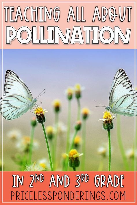 Pollination For Preschoolers, Spring Craft Second Grade, Butterfly Pollination Activity, Pollinators For Kids, Bee Pollination Activity, Pollinator Activities For Kids, Pollination Activities For Kids, Pollinator Activities, Pollination Activities