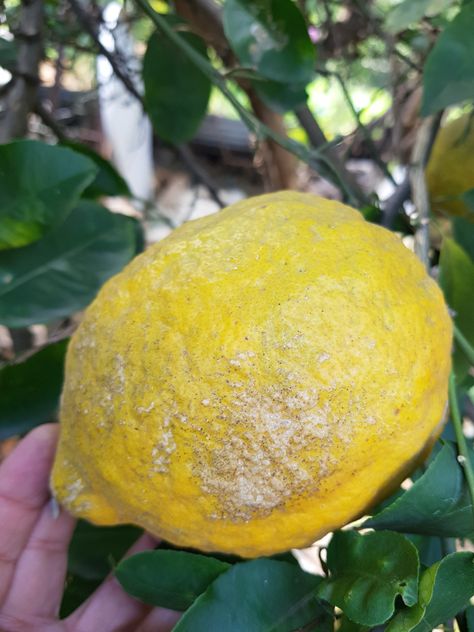 7 Common Lemon Tree Problems & How To Fix Them Lemon Tree Potted Care, Meyer Lemon Tree Care, Farming Hacks, Lemon Tree Potted, Lemon Tree From Seed, Grow Lemon, Growing Lemon Trees, Indoor Cactus Plants, Lemon Drawing