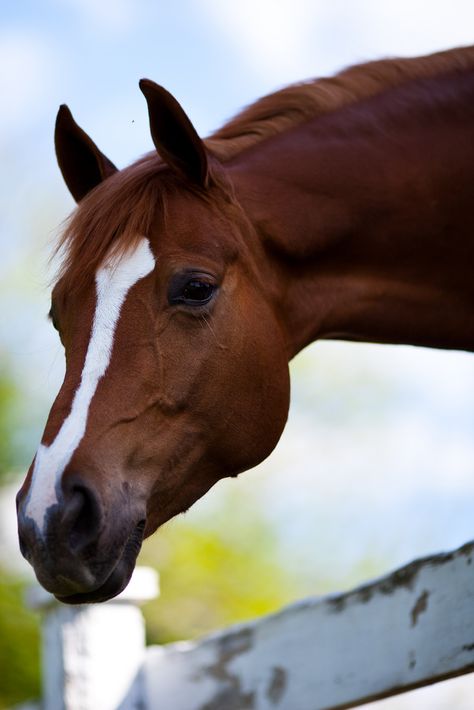 Horse Head 2 | Flickr - Photo Sharing! Cai Arabi, Paint Horse, Most Beautiful Animals, Majestic Horse, All The Pretty Horses, Horse Crazy, Horse Photos, Pretty Horses, Quarter Horse