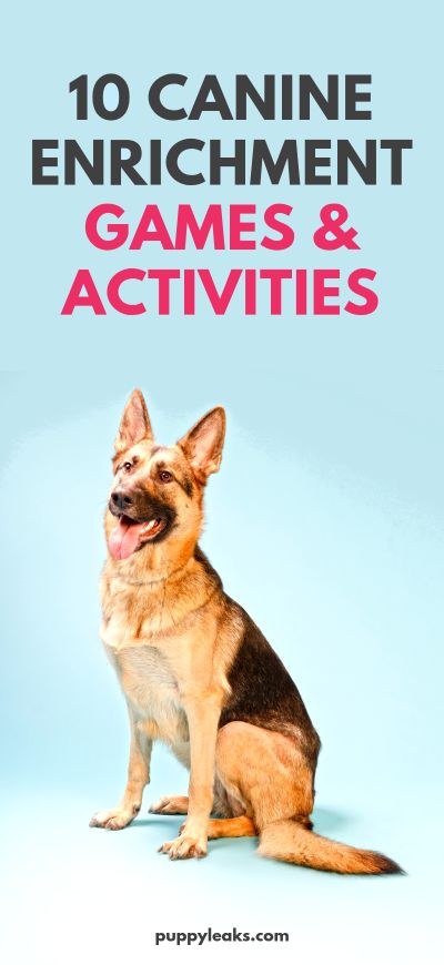 Looking for some games and activities to keep your dog busy and out of trouble? These canine enrichment games & activities will give your dog plenty of mental stimulation, they'll keep your dog entertained, and they'll make your dog happy by giving them something meaningful & engaging to do. Here's 10 fun canine enrichment games & activities. #dogs #dogtips #dogtraining #puppies #dogcare #doglife #doglovers Games For Dogs, Canine Enrichment, Dog Boredom, Dog Minding, Diy Dog Toys, Easiest Dogs To Train, Dog Enrichment, Cutest Puppy, Dog Games