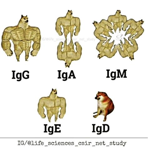 Microbiology Humor, Biology Jokes, Biology Memes, Learn Biology, Biology Humor, Study Biology, Vet Medicine, Basic Anatomy And Physiology, Medical Videos