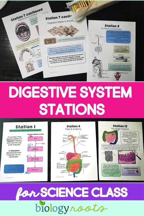 Digestive System Activities, Health Science Classroom, Middle School Health, Biology Activity, High School Health, Human Body Activities, School Biology, Anatomy Lessons, Biology Classroom