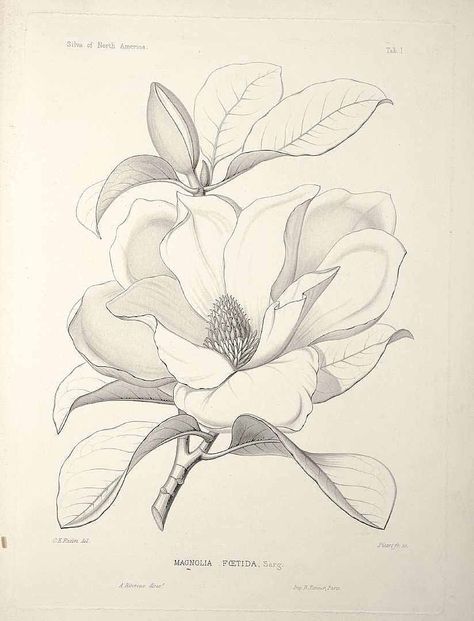 Magnolia grandiflora L. [as Magnolia foetida (L.) Sarg.] bull bay, loblolly magnolia, southern magnolia Sargent, C.S., The Silva of North America, vol. 1: t. 1 (1891) [C.E. Faxon] Magnolia Line Drawing, Bild Gold, Magnolia Tattoo, Magnolia Grandiflora, Flowers Tattoo, Flower Sketches, Floral Drawing, Desenho Tattoo, 수채화 그림