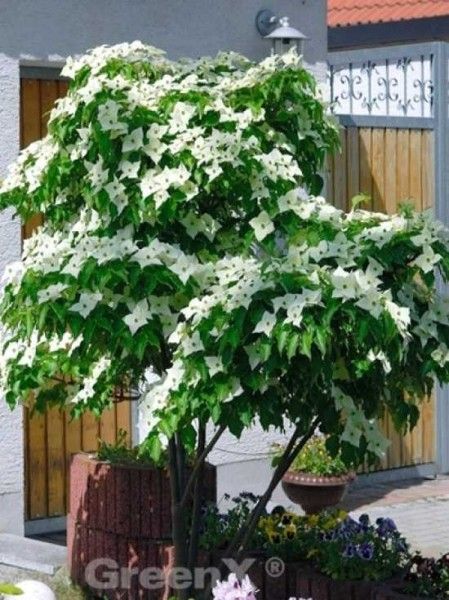 Cornus Kousa, Garden Design Layout, Garden Trees, Garden Design, Layout, Plants, Green, Design