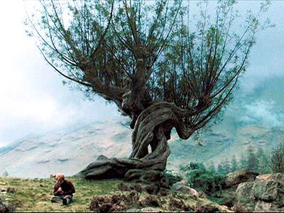 The Whomping Willow, Harry Potter is likely to have violent behaviour by attacking people who disturb its branches. Description from tree-nation.com. I searched for this on bing.com/images Whomping Willow, Willow Tree Tattoos, Harry Potter Wiki, Weeping Willow Tree, Harry Potter Wizard, Magical Tree, Theme Harry Potter, Harry Potter Tattoos, Harry Potter Halloween