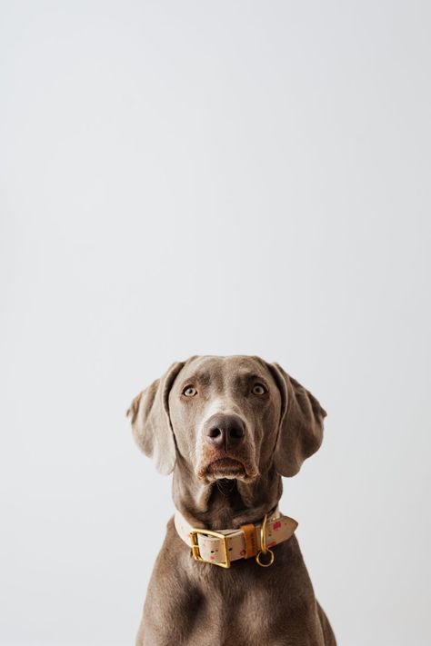 Brown Short Coated Dog With White Background · Free Stock Photo Vintage Dog Photography, Studio Dog Photography, Dog With White Background, Pet Studio Photography, Dog Photoshoot Studio, Dog Photography Indoor, Bibi Photoshoot, Dog Product Photography, Dog Studio Photography