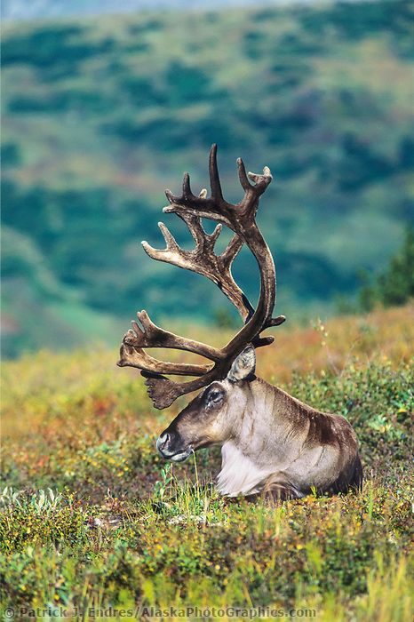 Woodland Caribou, Caribou Hunting, North American Animals, Wild Animals Photography, American Animals, Unusual Animals, Rare Animals, Majestic Animals, A Deer