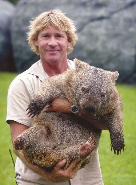 Today is Steve Irwin day! Here's him holding a wombat. Irwin Family, Crocodile Hunter, The Wombats, Steve Irwin, Australian Animals, An Animal, Koala Bear, Inspirational People, Brown Bear