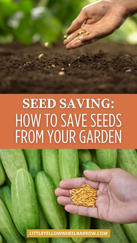 How to get started with seed saving from your garden! If you want to harvest seeds from vegetables like tomatoes, cucumbers, and more you need these tips that will help you find and store seeds from vegetables in your veggie garden. Seed saving tips for storage and envelopes. The top seed saving ideas. This is a must read for avid or beginner gardeners who to save a preserve seeds from the vegetable garden. Saving Vegetable Seeds, When To Harvest Cucumbers, Seeds From Vegetables, Seed Saving Storage, Garden Ideas Vegetable, How To Store Seeds, Saving Tomato Seeds, Vegetable Gardening Ideas, How To Save Seeds