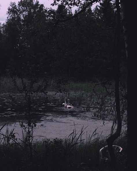 swan family in a dark lake Midnight Lake Aesthetic, Dark Pond Aesthetic, Spooky Lake Aesthetic, Eerie Lake Aesthetic, River Dark Aesthetic, Haunted Lake Aesthetic, Black Lake Aesthetic, Gothic Beach House, Lake Aesthetics Dark