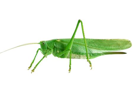 Green grasshopper. Isolated on white background , #sponsored, #grasshopper, #Green, #Isolated, #background, #white #ad Green Grasshopper, Leaf Images, Background White, Children Clothes, Nature Images, Kids Crafts, White Background, Photo Image, Crafts For Kids