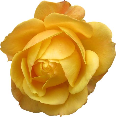 Yellow Rose Flower, Love Psychic, Flowers Images, Powerful Love Spells, Love Spell Caster, Marriage Prayer, Photo Editing Services, Spell Caster, Flower Rose