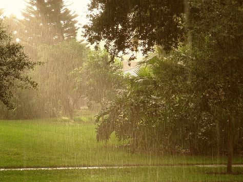 Sun Shower Rain, Sun Shower Aesthetic, Sun Showers Aesthetic, Sunshower Aesthetic, Animal Pictures For Kids, Rain Aesthetic, Smell Of Rain, Rainy Day Aesthetic, I Love Rain