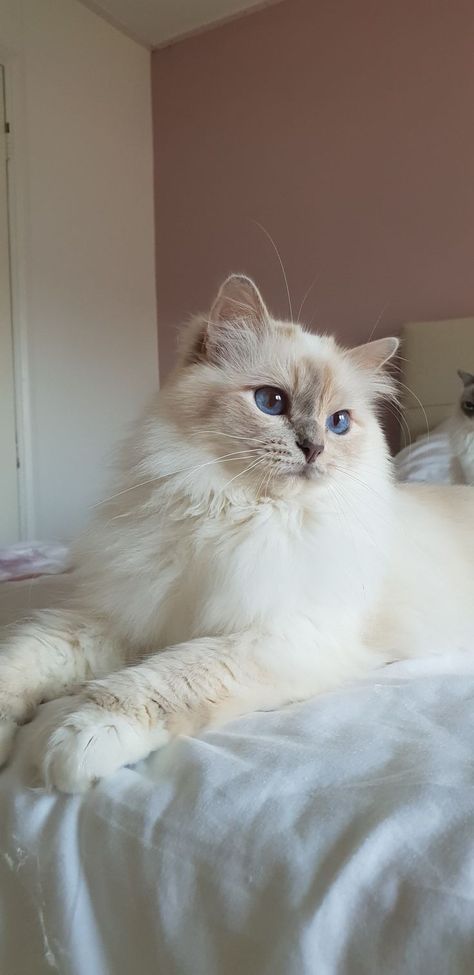 Cute Cat Ragdoll, Cat Birman Kitten, Birman Cat Colors, Lilac Ragdoll Kitten, Birman Cat Lilac, Lilac Ragdoll Cat, Ragdoll Wallpaper, Ragdoll Cat Wallpaper, Lilac Point Ragdoll