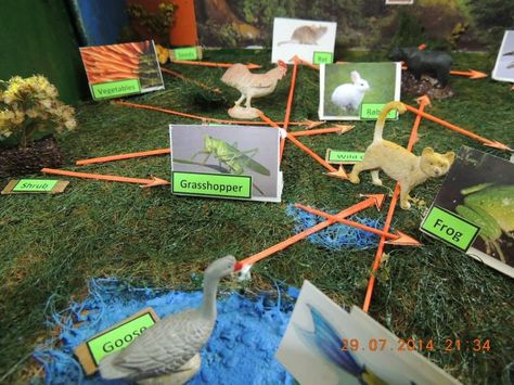 food web. Food Chain Diorama, Food Webs Projects, Food Web Activities, Food Webs, Ocean Projects, Kid Science, Teacher Quotes Inspirational, Creative Jewelry Photography, 5th Grade Science