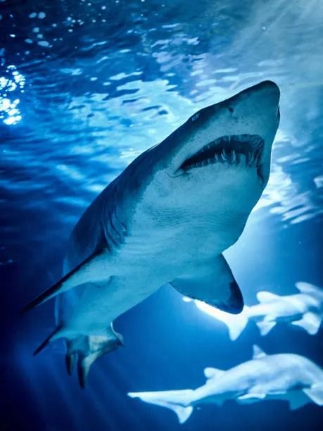 sand tiger shark - Brave Search Tiger Shark Photography, Thresher Shark Photography, Shark From Above, Shark Photography, Sand Tiger Shark, Tiger Shark From Above, Tiger Sharks, Shark Infested Waters, Tiger Shark