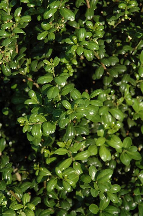 Chesapeake Japanese Holly (Ilex crenata 'Chesapeake') at Homestead Gardens Japanese Holly, Ilex Crenata, Low Maintenance Shrubs, Homestead Gardens, Farm Nursery, Buy Seeds, Garden Plans, How To Attract Birds, Woodland Garden