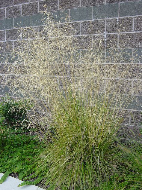 Tufted Hair Grass Grasses For Shade, Ornamental Grasses For Shade, Monkey Grass, Liriope Muscari, Montana Landscape, Shade Grass, Japanese Forest, Perennial Grasses, Splendour In The Grass