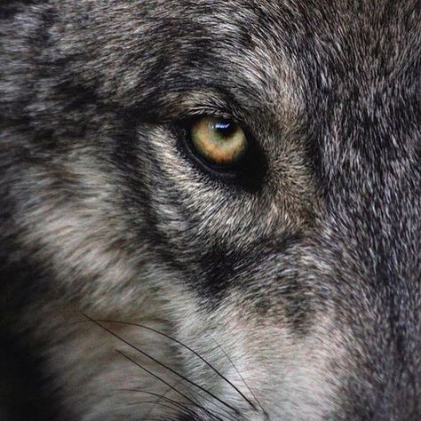 ✶✧✶ “BY: @ivar_the_real_wolfdog •• worldofwolvesofficial: ✶✧✶ 💙💙 ���💙💙 💙💙 #shoutout #photography ” Alpha Wolf Tattoo, Alpha Wolf Art, Regard Animal, Werewolf Aesthetic, Wolf Husky, Ned Stark, Wolf Eyes, Alpha Wolf, Wolf Photos