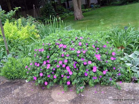 Long Blooming Perennials | long-blooming perennials Water Wise Plants, Long Blooming Perennials, Hardy Geranium, Garden Shrubs, Sun Plants, Back Garden, Shade Garden, Front Garden, Dream Garden