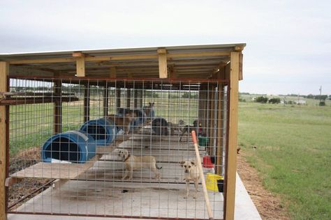 panels welded to metal frame, then attached/connected with wooden posts (notice RUST!), but dogs have limited access to the wood post 3 Dog Kennel Ideas Outdoor, 55 Gallon Drum Dog House, Hunting Dog Kennel Ideas, K9 Kennels, Metal Dog Kennel, Outdoor Dog Kennel, Dog Boarding Kennels, Dog Kennel Designs, Kennel Ideas