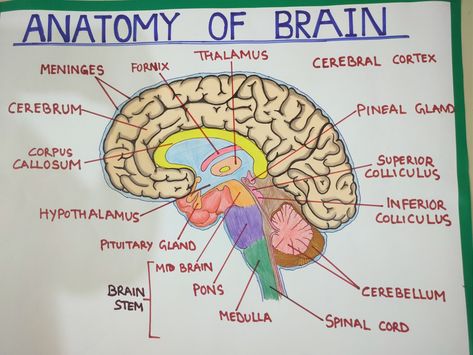 Parts of brain Human Brain Diagram Anatomy, Brain Drawing And Parts, Ap Psych Brain Model, Celebrity Brain Project Psychology, Part Of The Brain, Parts Of The Brain Anatomy, Labelled Diagram Of Brain, Structure Of The Brain, Human Brain Diagram Class 10