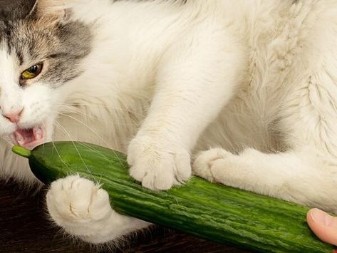 Cat Vs. Cucumber: The Real Reason Behind Their Fear - NewsBreak Cat Leaping, Creature Of Habit, What Cat, What Dogs, The Deal, Simple Shapes, Cat Bed, Pet Care, A Cat