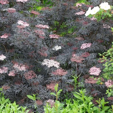 Sambucus Black Lace, Sambucus Nigra Black Lace, Sambucus Nigra, Black Lace, Lace, Black