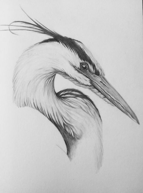 Great blue egret Heron Drawing Illustration, Grey Heron Drawing, Blue Crane Drawing, Crane Drawing Sketch, Egret Drawing, Blue Heron Drawing, Egret Tattoo, Heron Sketch, Heron Drawing