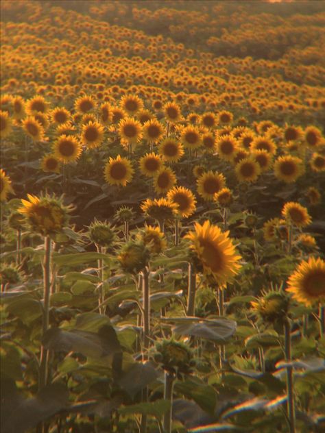 Wichita Kansas Aesthetic, Kansas City Aesthetic, Kansas Countryside, Farm Asthetic, Kansas Aesthetic, Kansas Sunflowers, Chris Kent, Basement Kids, Midwestern Gothic